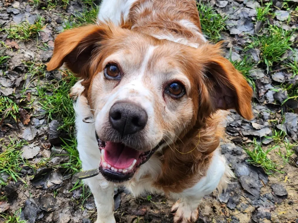 À l'adoption : Fletcher