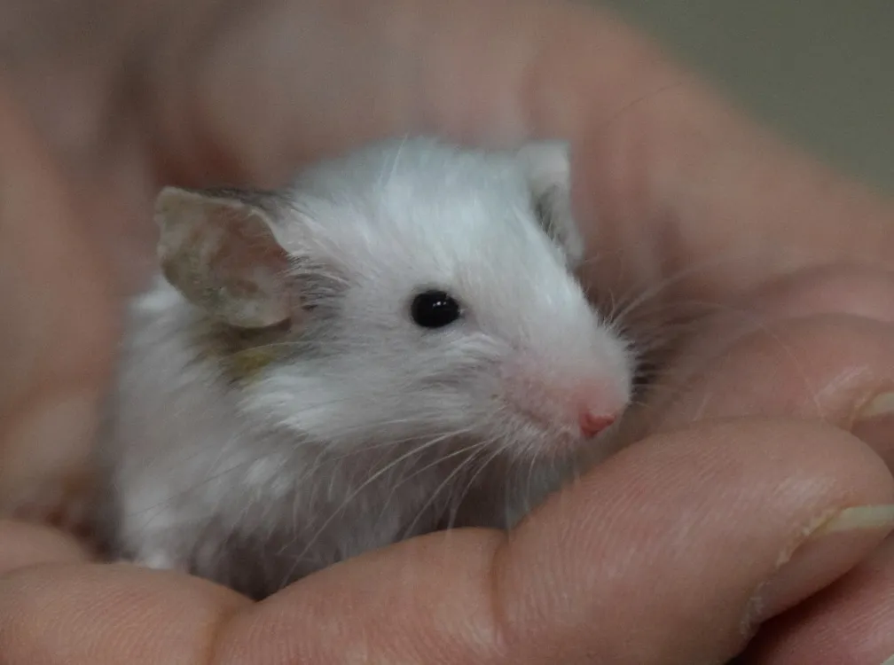 À l'adoption : Sheperd