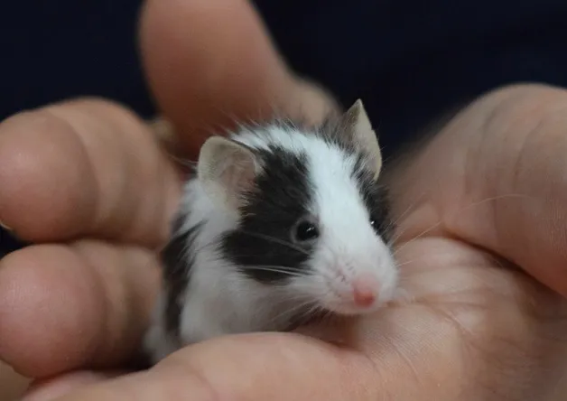 À l'adoption : Omalley