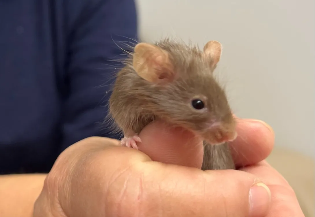 À l'adoption : Jackson