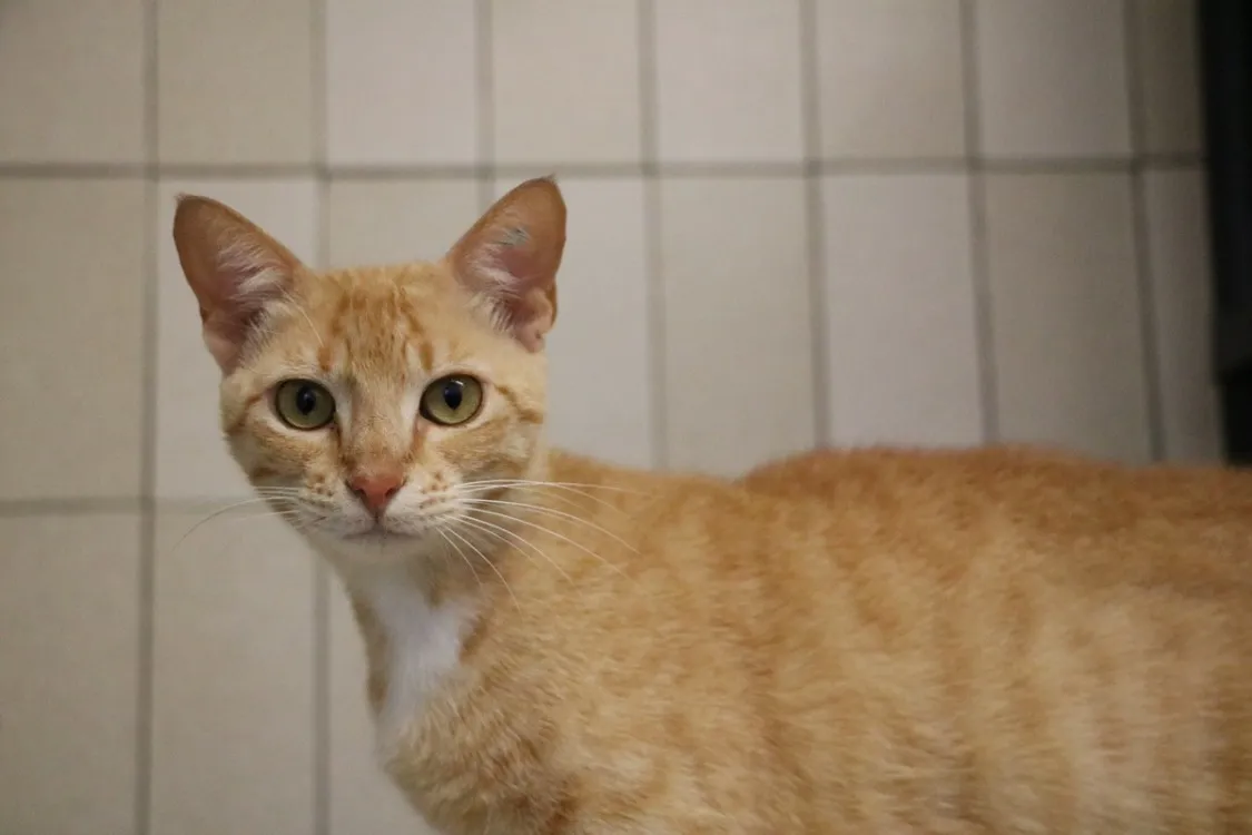 À l'adoption : Bella Hab17495