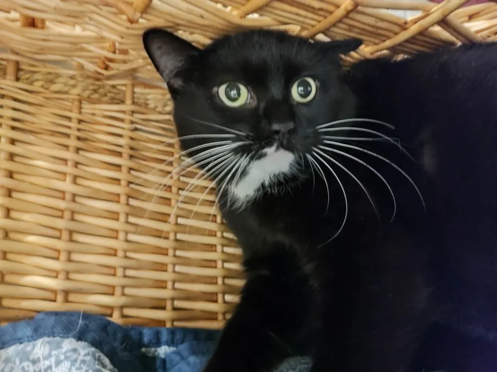 À l'adoption : Louni Qct