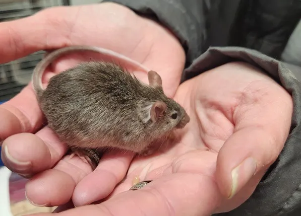 À l'adoption : Starsky