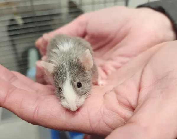 À l'adoption : Eric