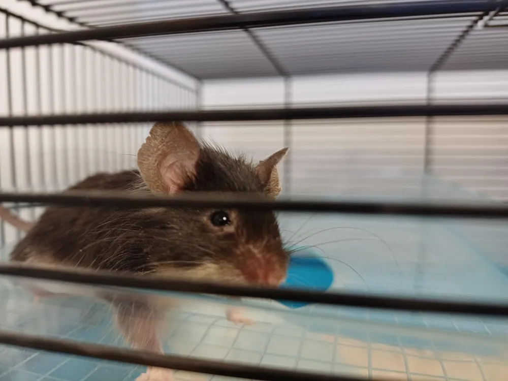 À l'adoption : Souris 1