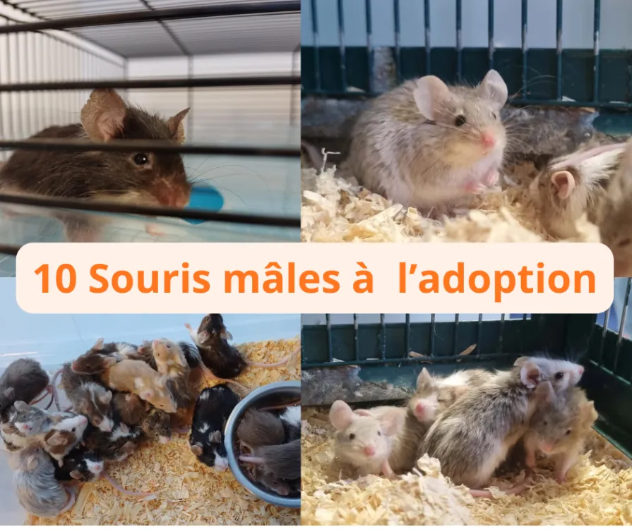 À l'adoption : Souris 7