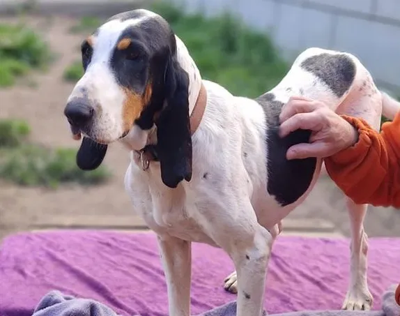 À l'adoption : Mama