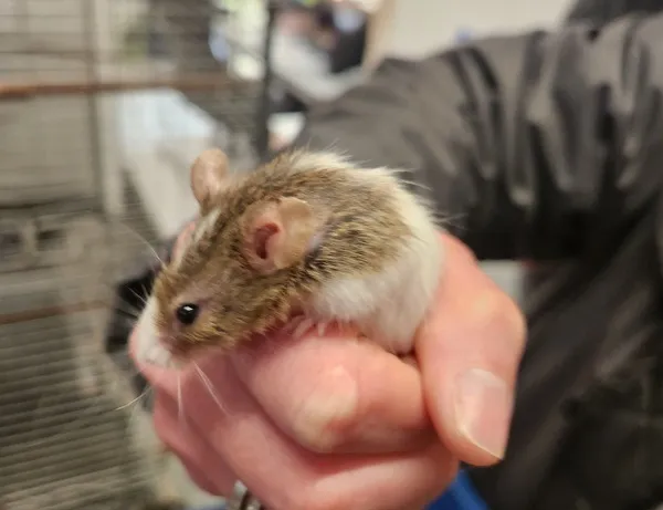 À l'adoption : Mickey