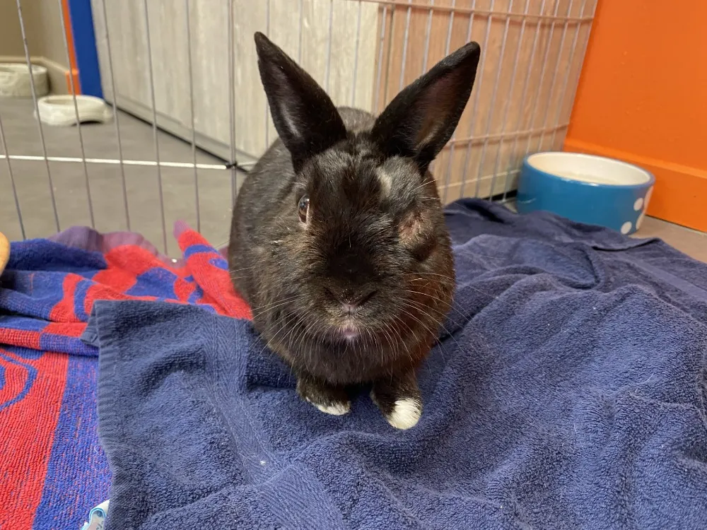 À l'adoption : Nesquick