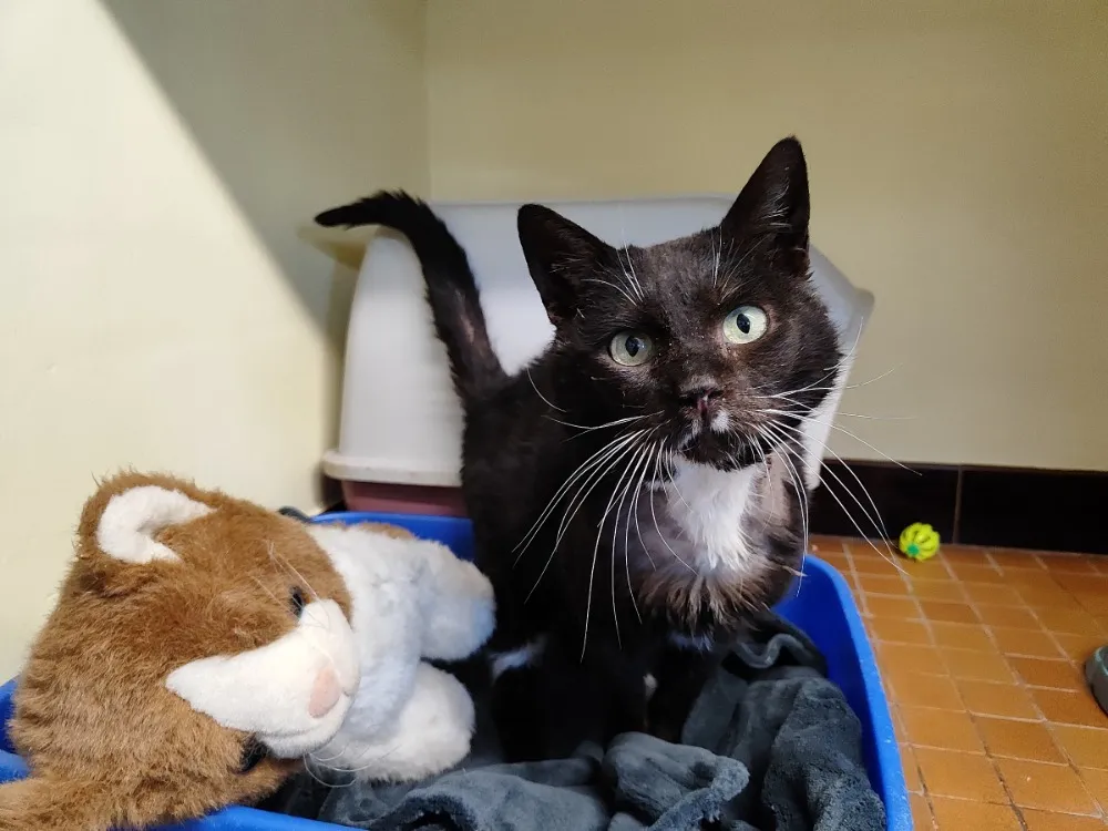 À l'adoption : Loki (Promis)