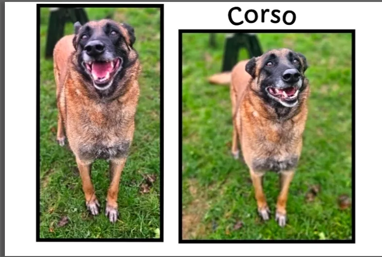 À l'adoption : Corso