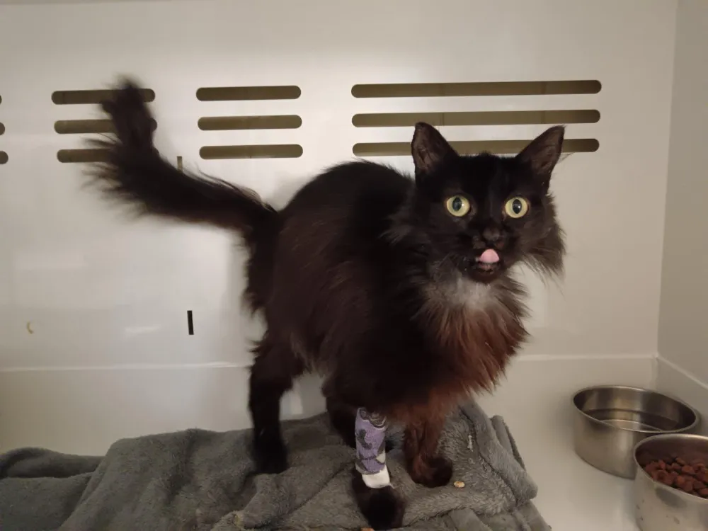 À l'adoption : Freya Ctte