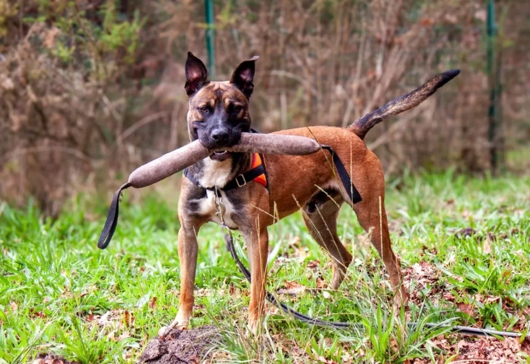 À l'adoption : Rolex Dit Anubis