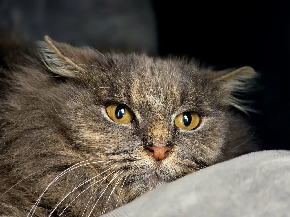 À l'adoption : Frutti