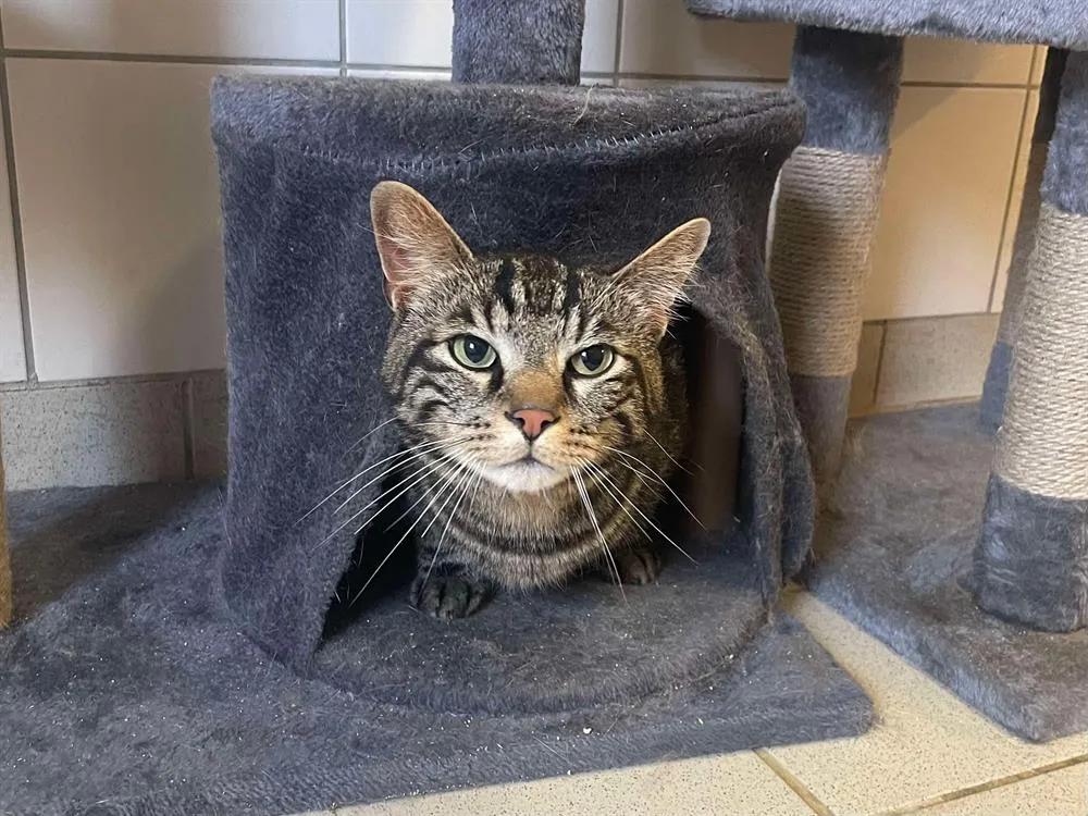 À l'adoption : Odin