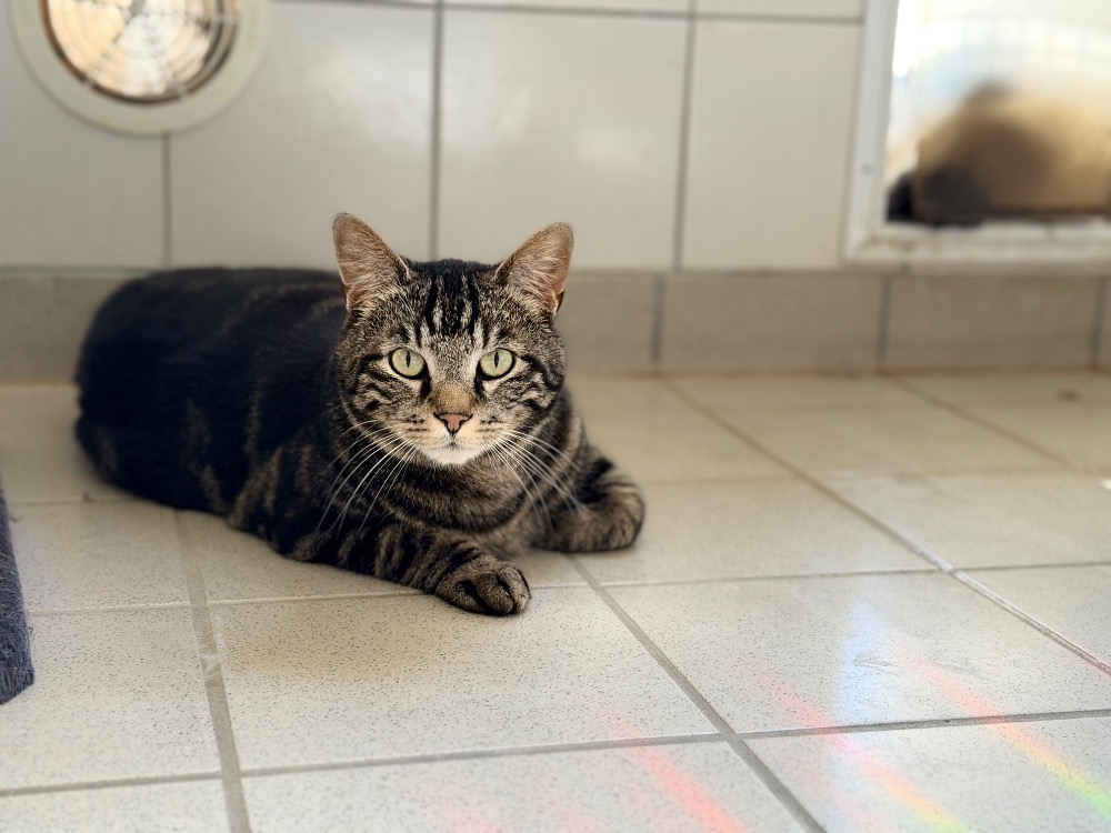 ODIN