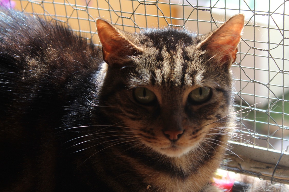 archibald