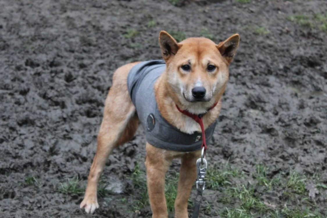 À l'adoption : Yoshi