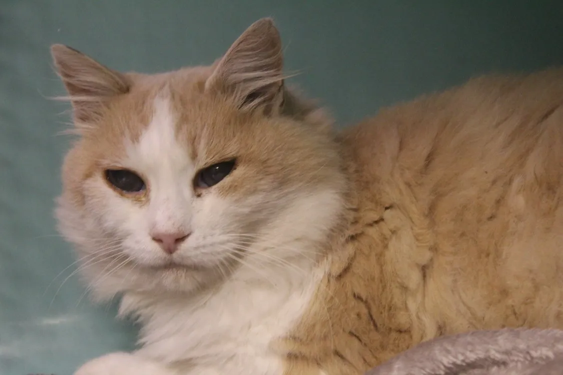 À l'adoption : Toto