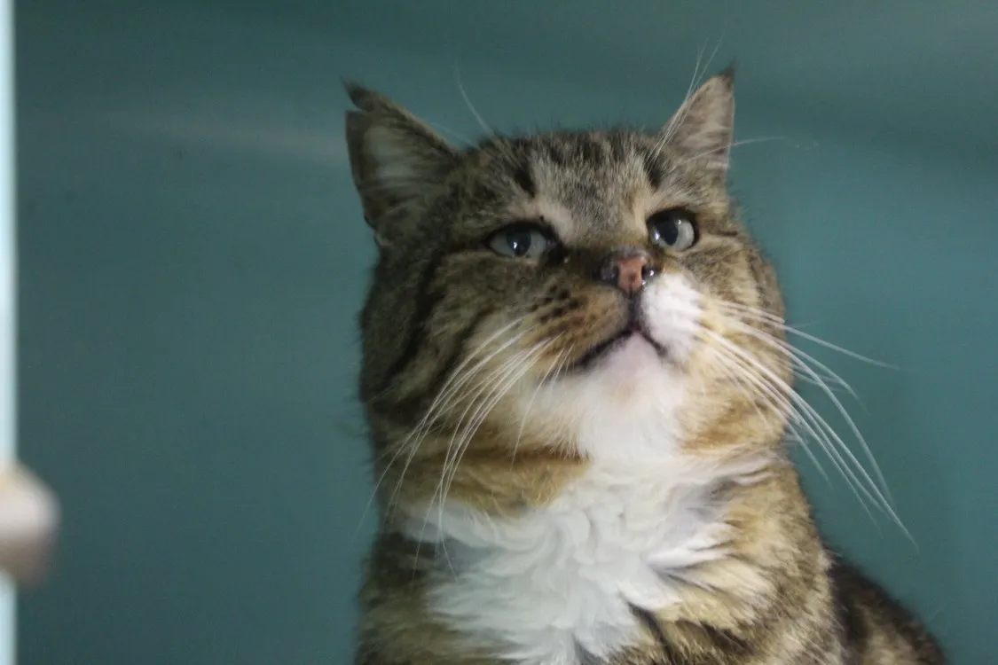 À l'adoption : Jojo