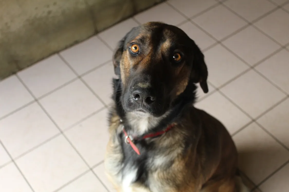 À l'adoption : Bibop