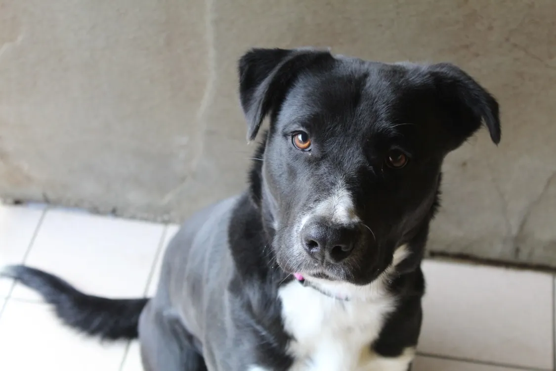 À l'adoption : Balthazar