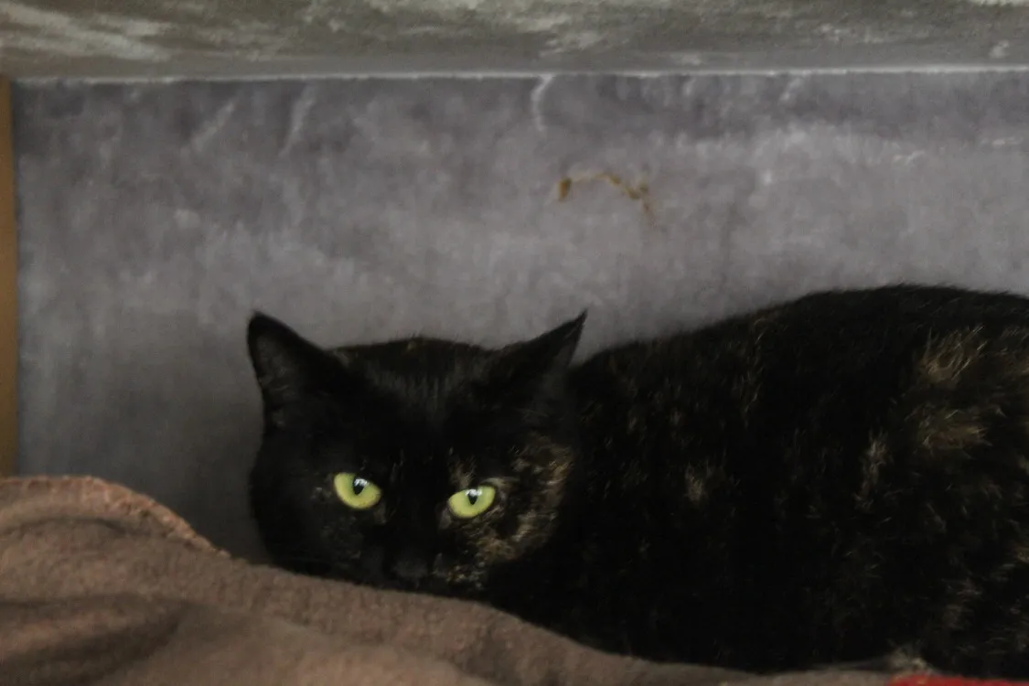 À l'adoption : Amelia