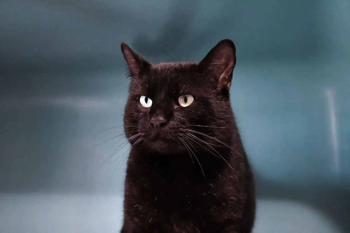 À l'adoption : Batman (Fiv) (En Cours D'Adoption)