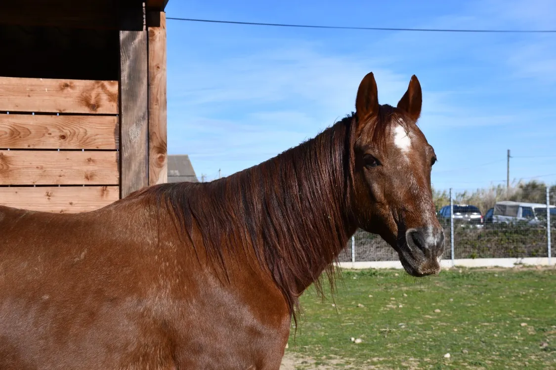À l'adoption : Tangy