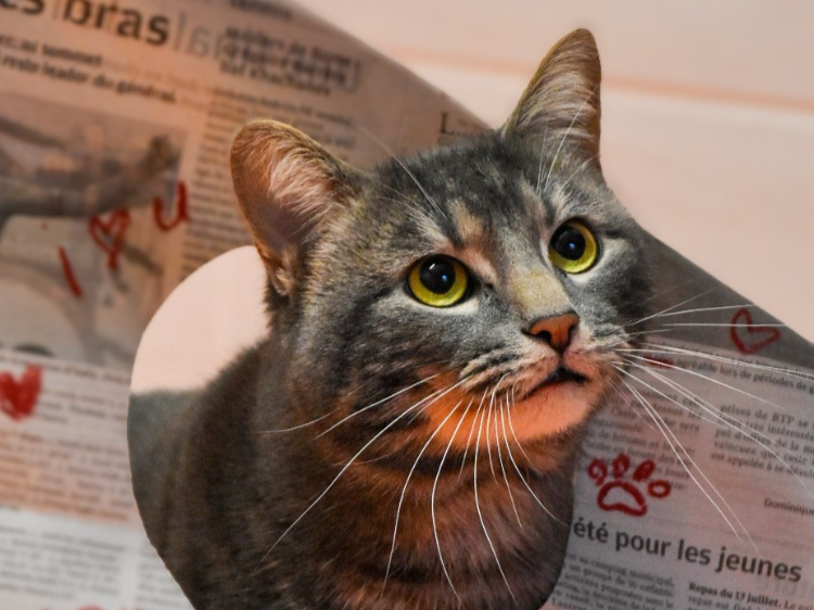 À l'adoption : Yono