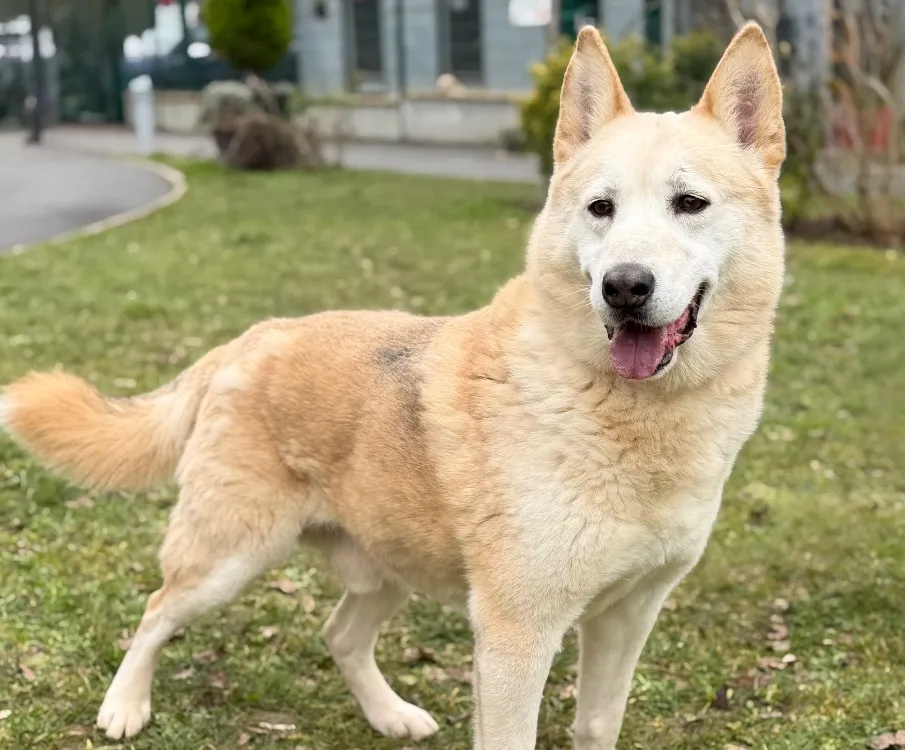 À l'adoption : Rocky Caa14642