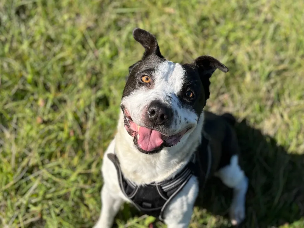 À l'adoption : Titane Vaa