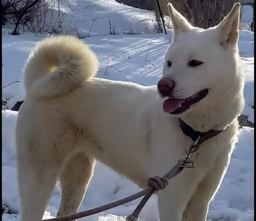 À l'adoption : Sakura