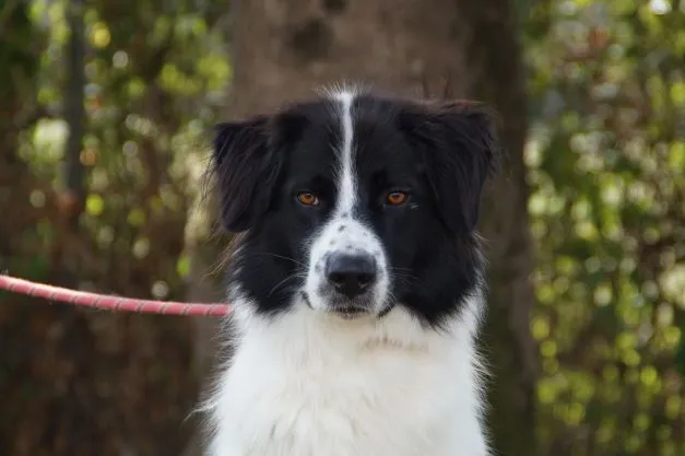 À l'adoption : Lost