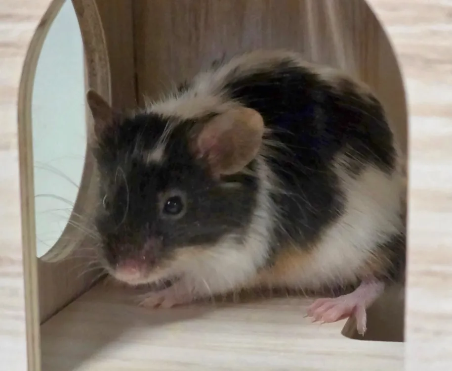 À l'adoption : Snoozer