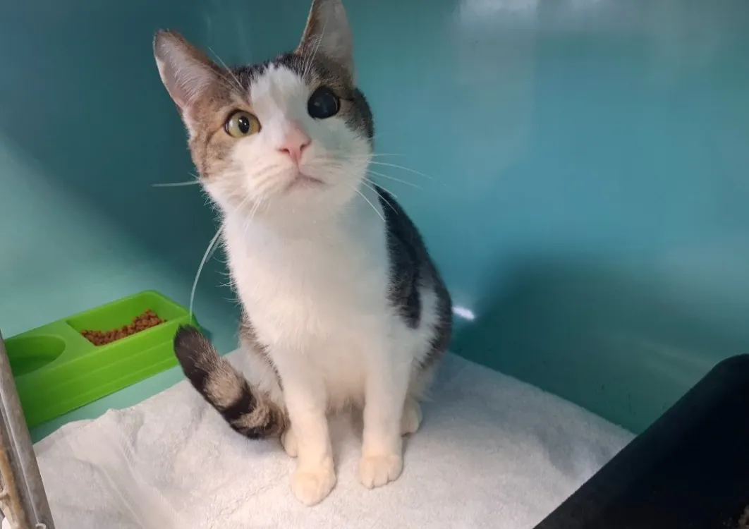 À l'adoption : Bandit