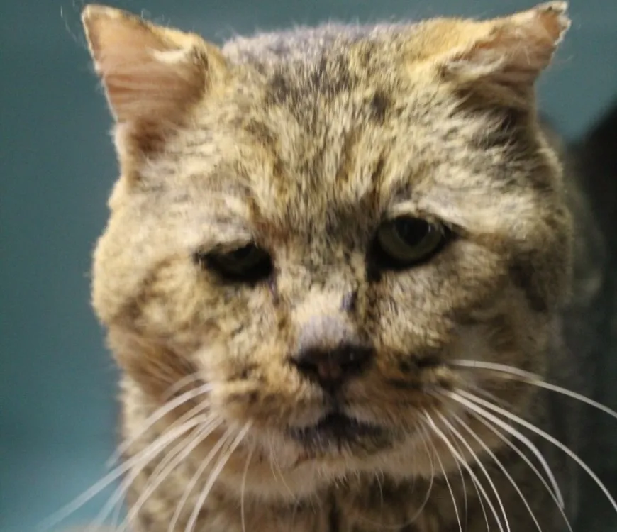 À l'adoption : Albus