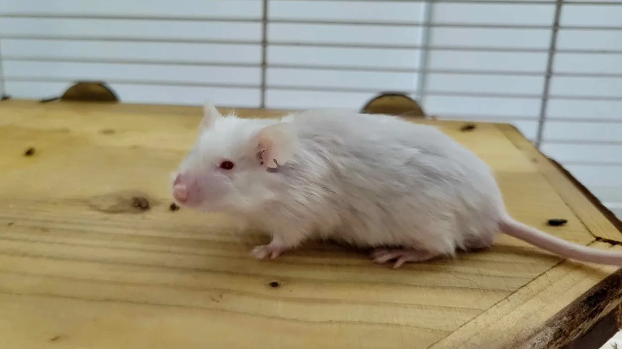 À l'adoption : Stuart