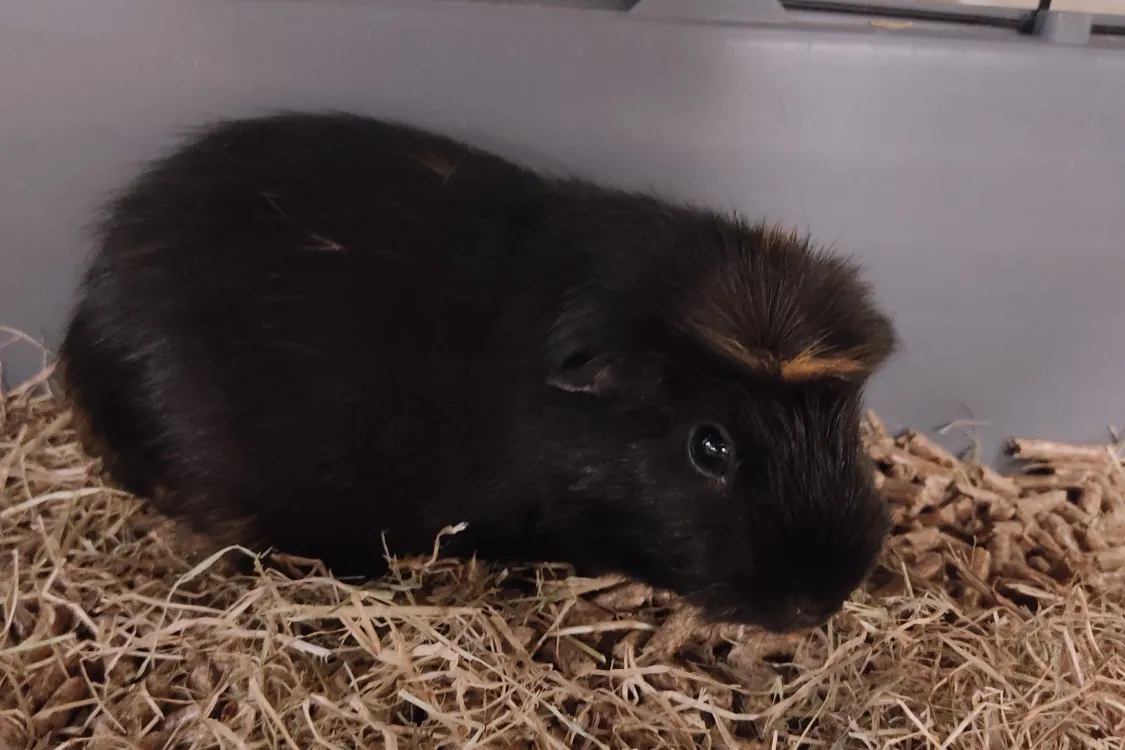 À l'adoption : Litchy