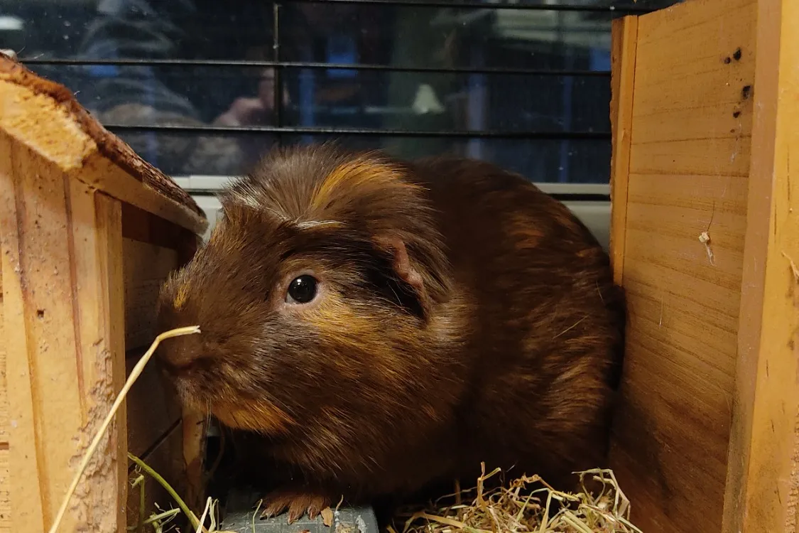 À l'adoption : Poppy