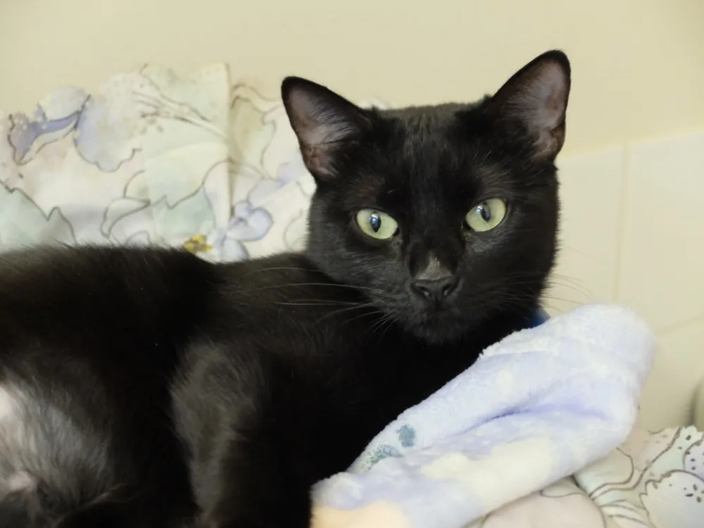 À l'adoption : Pictorette Pab28424