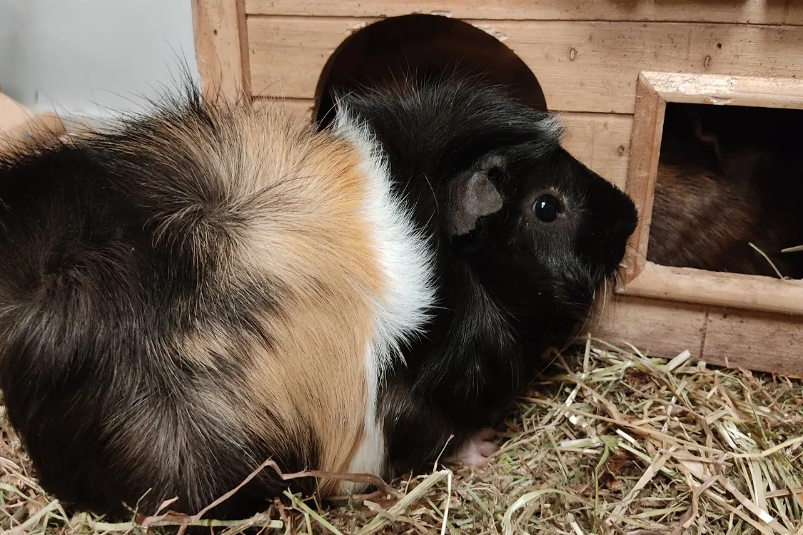 À l'adoption : Booguy