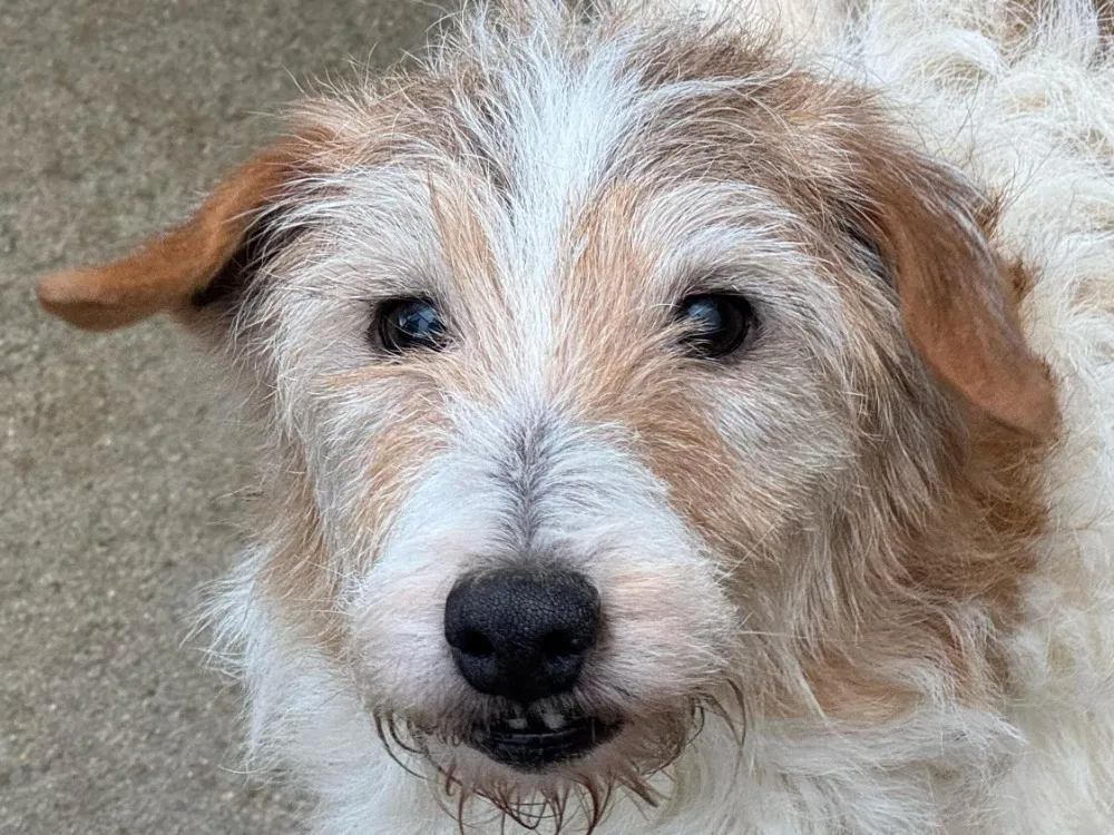 À l'adoption : Lucky