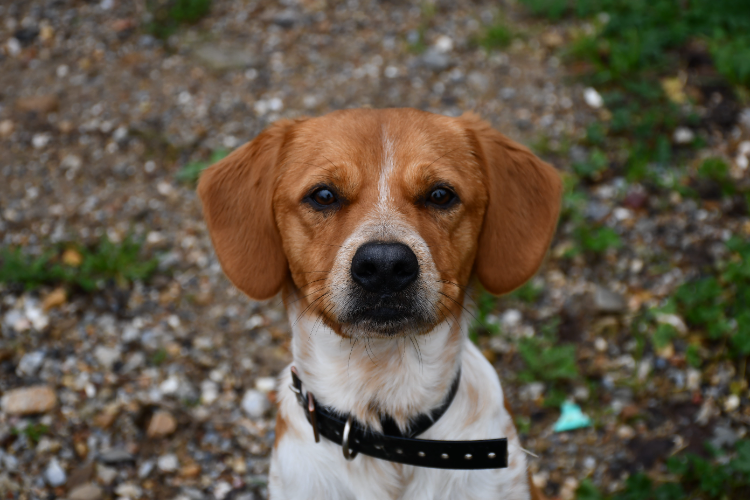 À l'adoption : Buzz