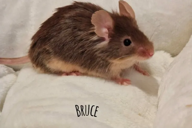 À l'adoption : Bruce
