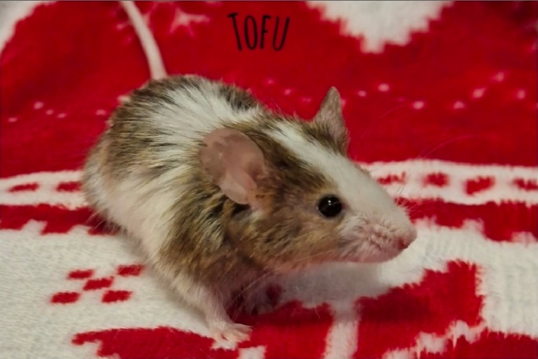 TOFU