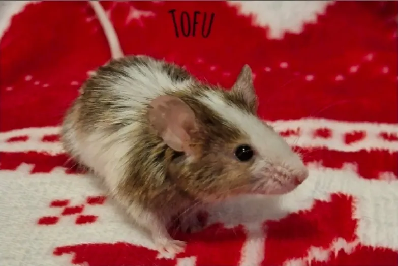 À l'adoption : Tofu