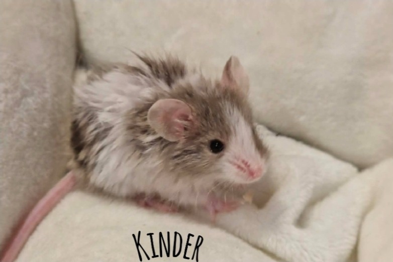 KINDER