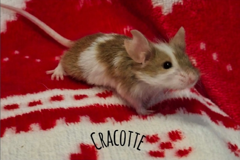 CRACOTTE