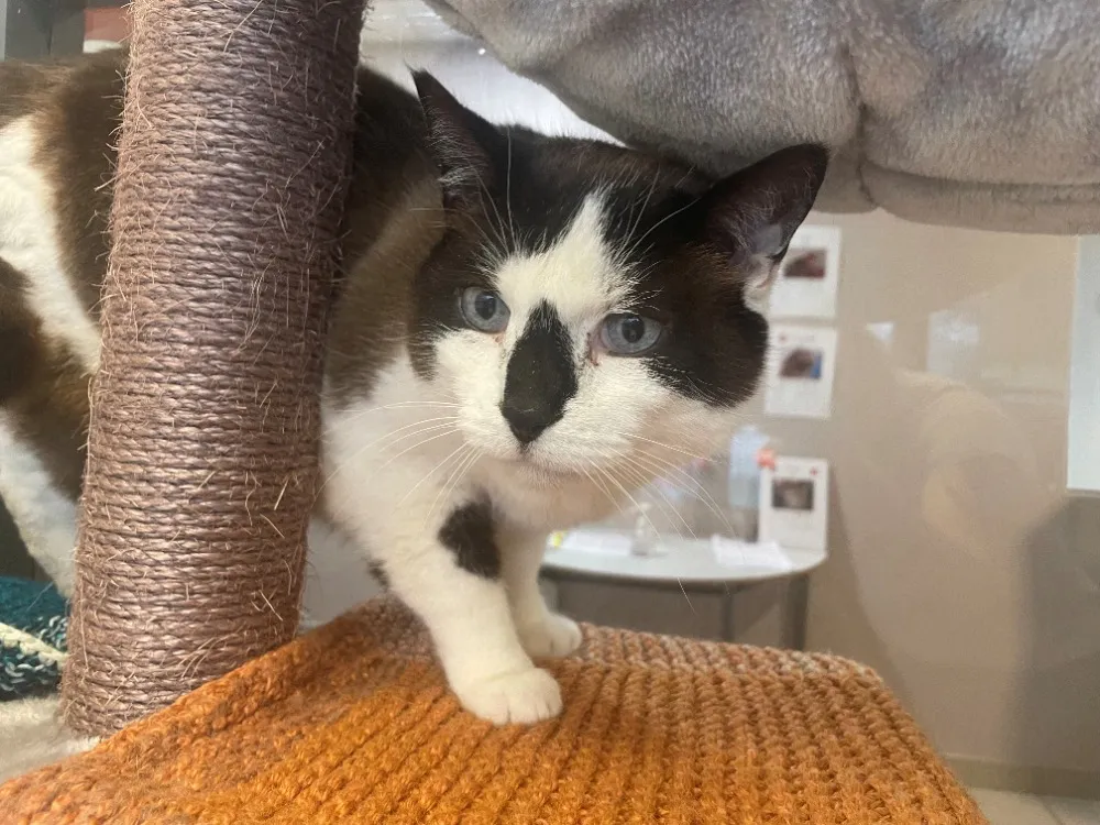 À l'adoption : Garçon